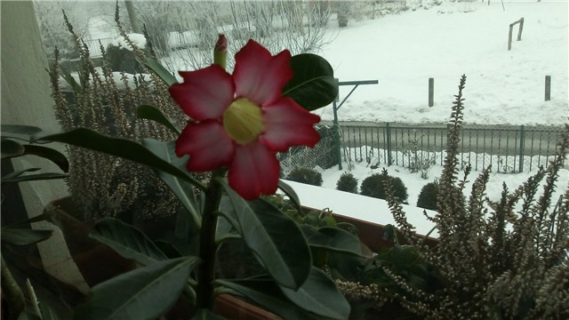 adenium